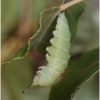 apatura ilia praepupa tula